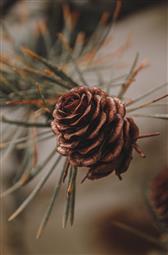 Testing Streaming Chapters